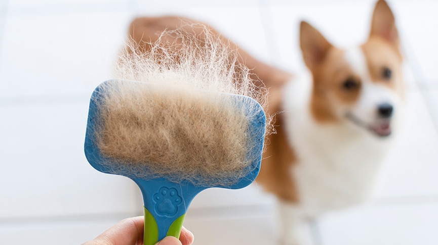 狗隻春日護理全攻略-告別換毛煩惱-教你選對洗毛液